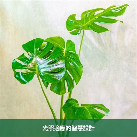 龜背芋 葉子垂|龜背芋垂葉的原因與解決指南 – 植物盆栽綠寶典